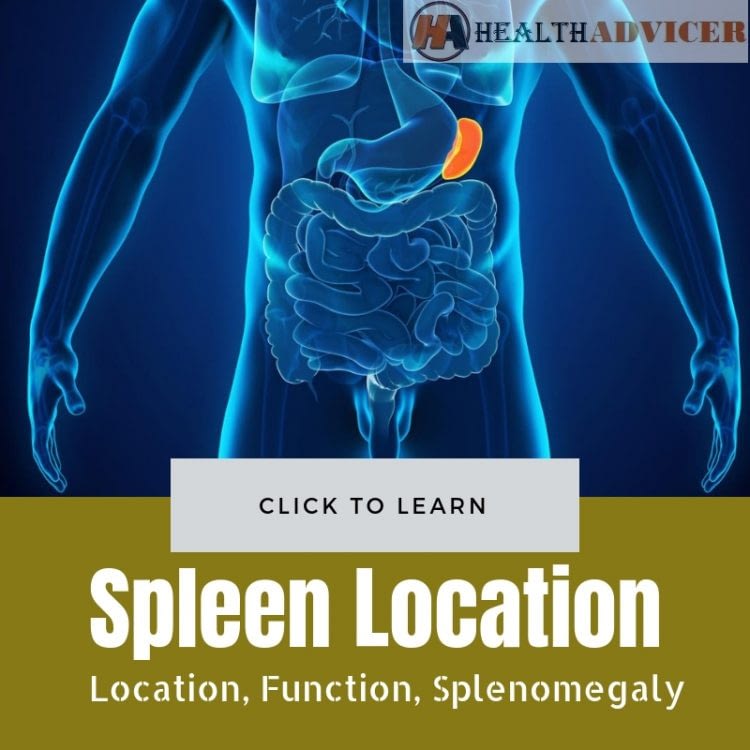 Spleen Function Location Splenomegaly Symptoms And Treatment
